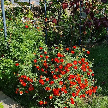 Përmet Garden Guest House מראה חיצוני תמונה