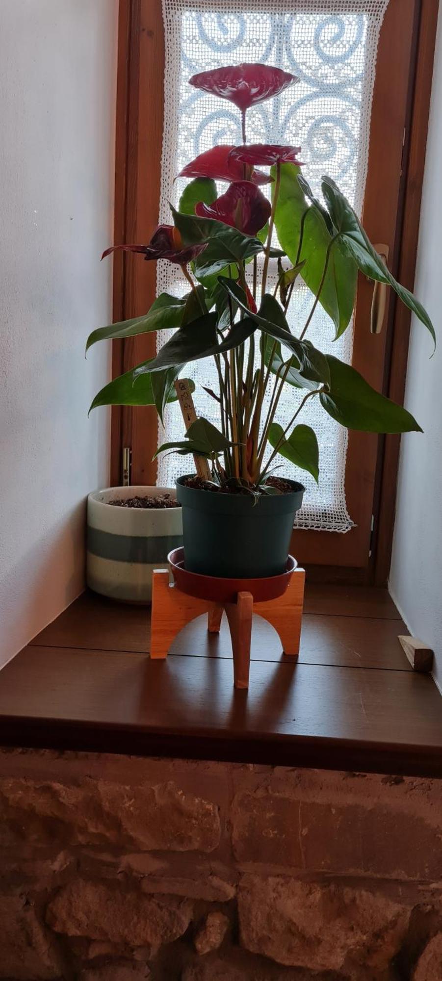 Përmet Garden Guest House מראה חיצוני תמונה